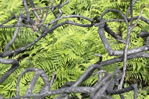 Images Dated 6th August 2012: Burnt Gorse Stems - with Bracken in the background - Wales, UK