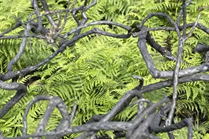 Fires Prints: Burnt Gorse Stems - with Bracken in the background - Wales, UK