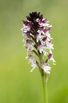 Images Dated 15th June 2010: Burnt Orchid