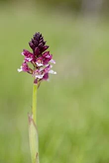Images Dated 2nd June 2012: Burnt Orchid