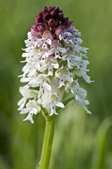 Images Dated 23rd May 2010: Burnt Orchid - close up of flower - North Lincolnshire - England