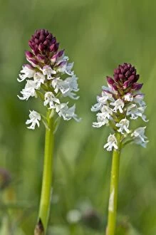Images Dated 23rd May 2010: Burnt Orchid - North Lincolnshire - England