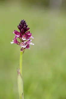 Burnt Orchid - Spain