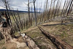 Burnt Gallery: Burnt Trees - and skeleton forestry at Lake Butte