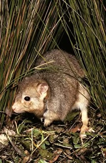 Images Dated 22nd January 2009: Burrowing Bettong / Boodie / Lesueur's Rat Kangaroo - Barrow Island - Western Australia JPF05633