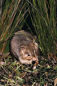 Burrowing Bettong / Boodie / Lesueur's Rat Kangaroo - Barrow Island, Western Australia JPF05641
