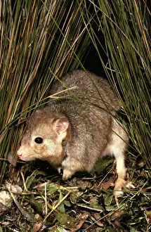 Burrowing Bettong / Boodie / Lesueur's Rat Kangaroo - Barrow Island - Western Australia JPF05633