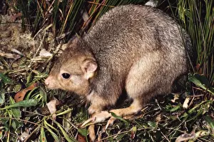 Burrowing Bettong / Boodie / Lesueur's Rat Kangaroo - Barrow Island - Western Australia JPF05636