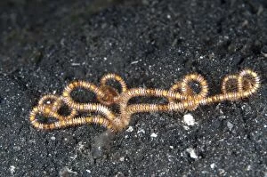 Burrowing Gallery: Burrowing Brittle Star during night dive
