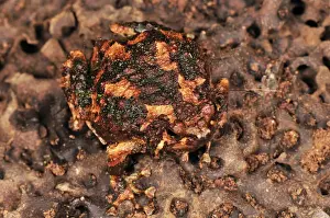 Burrowing Frog - Kirindy Forest - West Madagascar