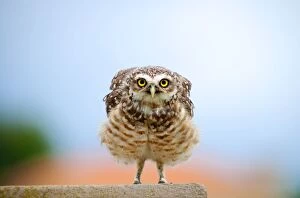 Argentinian Gallery: Burrowing Owl