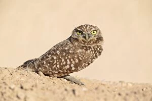 Burrowing Gallery: Burrowing Owl