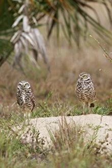 Images Dated 28th February 2005: Burrowing Owl