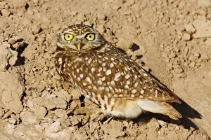 Burrowing Owl