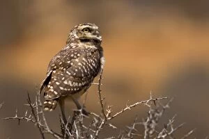 Burrowing Gallery: Burrowing Owl - adult sitting on a dry bush waiting