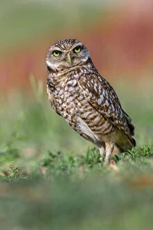Burrowing Gallery: Burrowing owl, Cape Coral, Florida