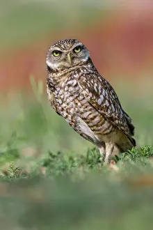 Cape Prints: Burrowing owl, Cape Coral, Florida Date: 11-01-2019