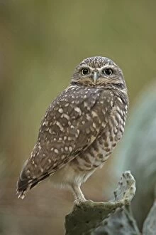 Images Dated 29th October 2009: Burrowing Owl - controlled conditions - California - USA