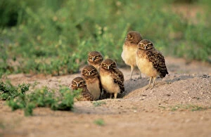 Burrowing Owl - six on ground