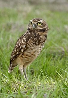 Images Dated 21st April 2004: Burrowing Owl in the Llanos, Venezuela