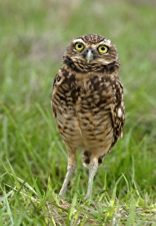 Images Dated 21st April 2004: Burrowing Owl Llanos, Venezuela