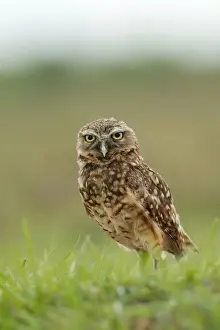 Burrowing Owl Llanos, Venezuela