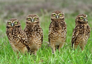 Savannah Collection: Burrowing Owl Llanos, Venezuela