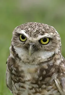 Burrowing Owl Llanos, Venezuela Speotyto cunicularis