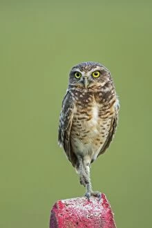 New images february, burrowing owl los llanos colombia