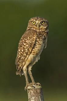 Burrowing Gallery: Burrowing Owl, Los Llanos, Colombia