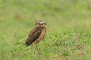 Burrowing Owl, Pantanal Wetlands, Mato Grosso, Brazil