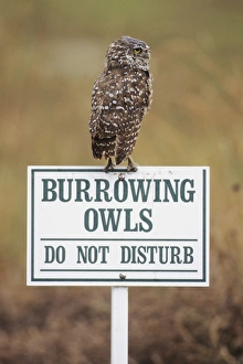 Images Dated 23rd July 2008: Burrowing Owl - on sign Cape Coral, Florida