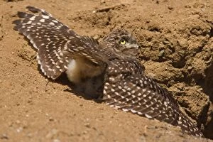 Burrowing Gallery: Burrowing Owl - taking a sunbath by spreading its