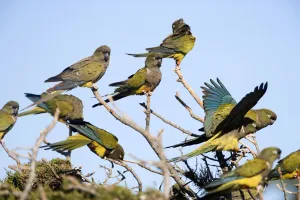 Burrowing Parrot / Patagonian conure ( Barranquero ) Burrowing Parrot / Patagonian conure ( Barranquero )