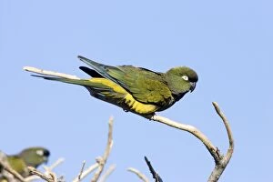 Images Dated 2nd November 2006: Burrowing Parrot / Patagonian conure ('Barranquero') Province Rio Negro, Patagonia, Argentina