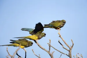 Conures Prints: Burrowing Parrot / Patagonian conure ('Barranquero') Province Rio Negro