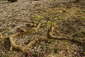 Burrows of a mountain Pocket Gopher (Thomomys sp) in alpine meadow near Sisters, Cascade Mountains, Oregon
