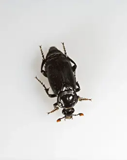 Burying beetle - white background Bedfordshire UK