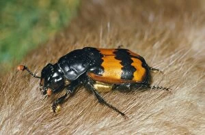 Images Dated 6th August 2007: Burying / Carrion / Sexton Beetle