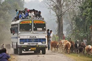 Assam Gallery: Bus full of passengers cows crossing the road