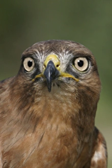 Images Dated 27th October 2003: Buse a queue rousse Jackal Buzzard Buteo rufofuscus