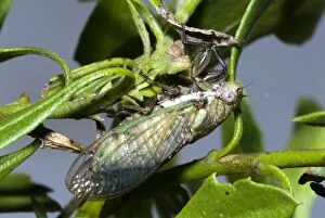 Bush / Bladder Cicada - Female, differing from male by its green coloration