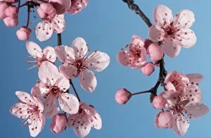 Bush cherry / Japanese almond cherry / Japanese bush cherry