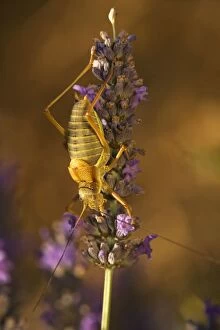 A bush-cricket, the tizi - male on lavender in lavender field