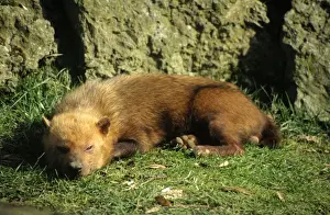 Bush Dog - asleep Also known as: Vinegar Dog, Savannah Dog, Zorrito Vinagre and Cachorro-do-mata. South America
