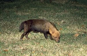 Images Dated 1st March 2011: Bush Dog - South America