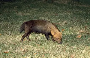 Bush Dog - South America