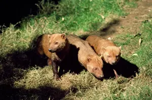 Bush Dogs - South America