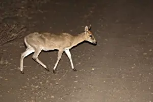 Duiker Prints: Bush Duiker - crossing road at night - Kruger National Park - South Africa