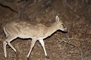 Duiker Prints: Bush Duiker - at night - Kruger National Park - South Africa